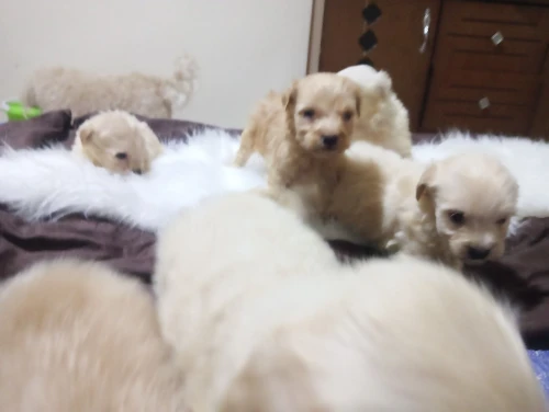Caniche bichon