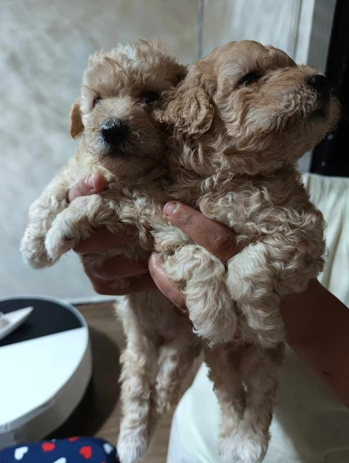 Caniche bichon frisé de Race pure 