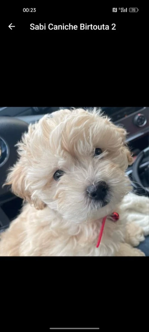 Caniche bichon frisé de race pure 