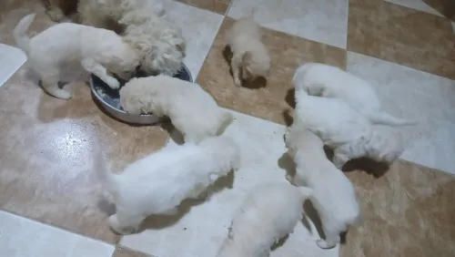 Caniche bichon