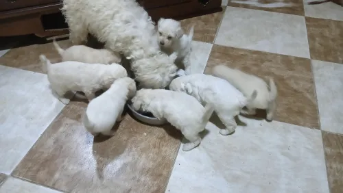 Caniche bichon