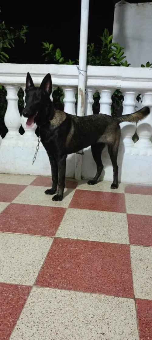 Malinois bleu mexicain