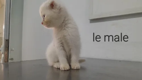Chatton scottish fold 2 mois