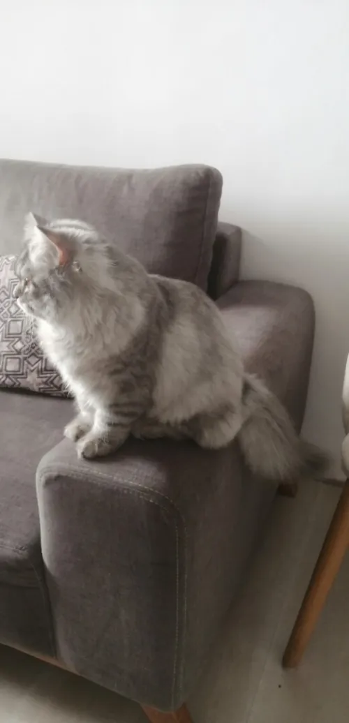 CHATAN MALE DE 3 MOIS PERSAN ADORABLE