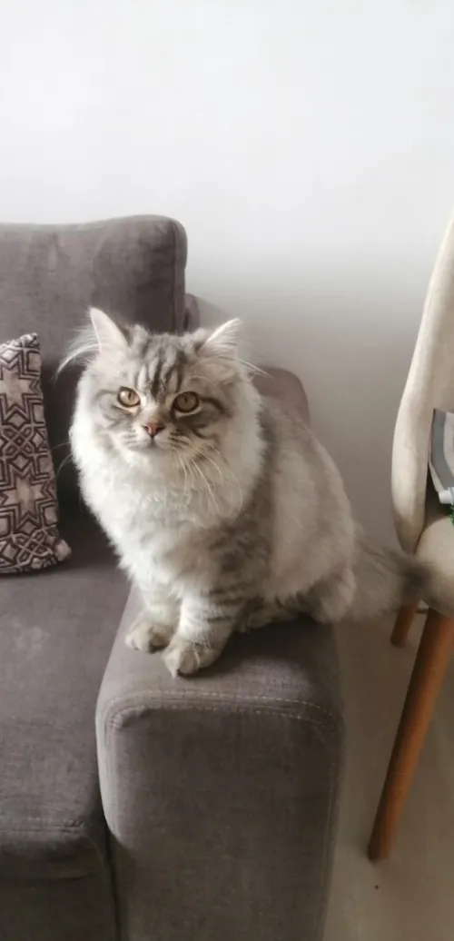 CHATAN MALE DE 3 MOIS PERSAN ADORABLE