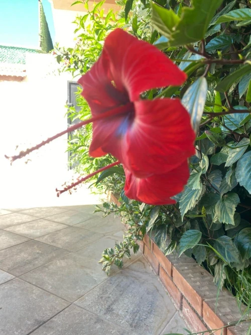 Location vacances Bungalow F2 Boumerdès Djinet