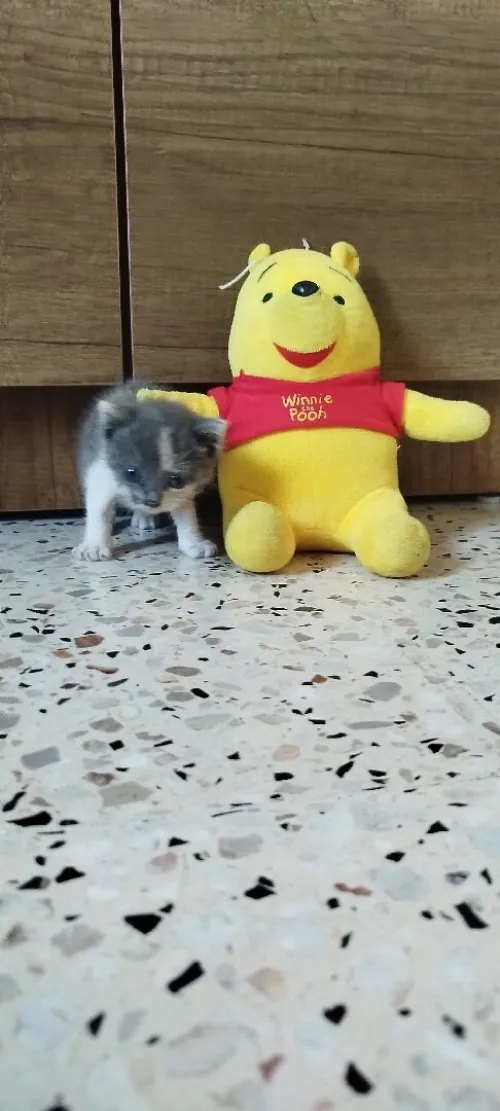 Chaton mignon 