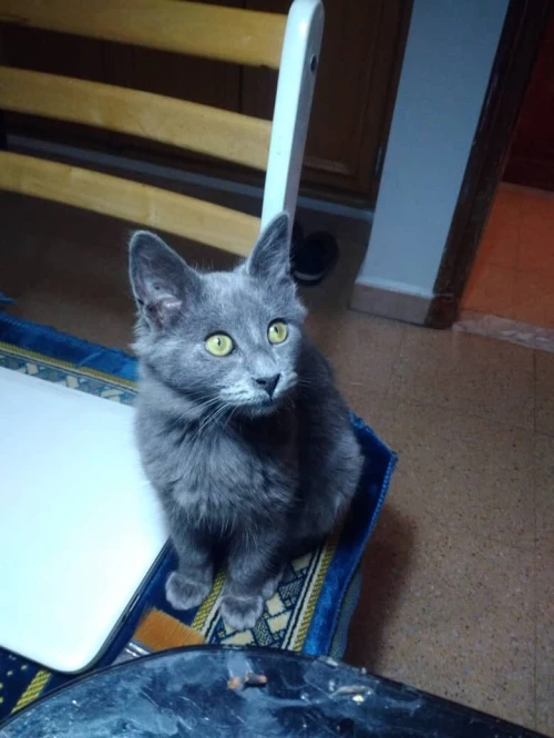 Chat femelle bleu russe