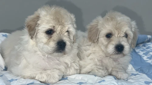 Caniche bichon maltais nais pure race 