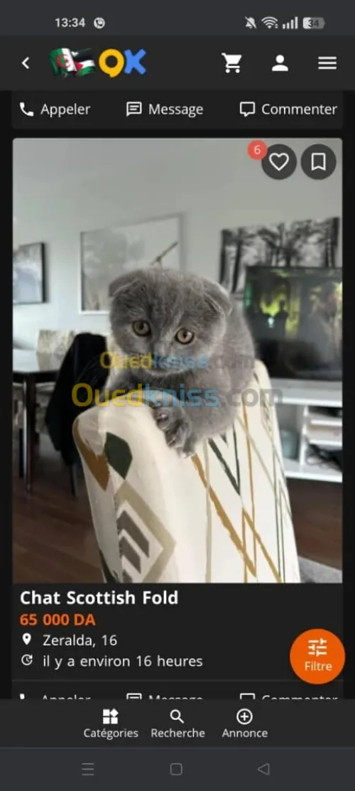 Chat Skotich