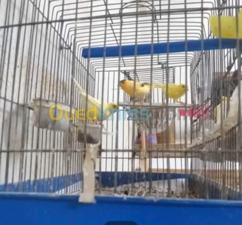 Couple canari 
