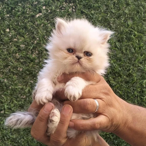 Chaton persan 2 mois 