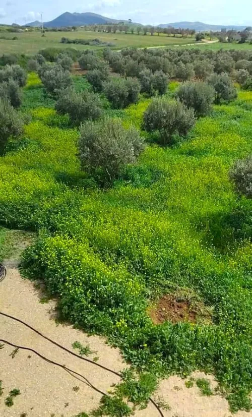 Vente Villa Tlemcen Marsa ben mhidi