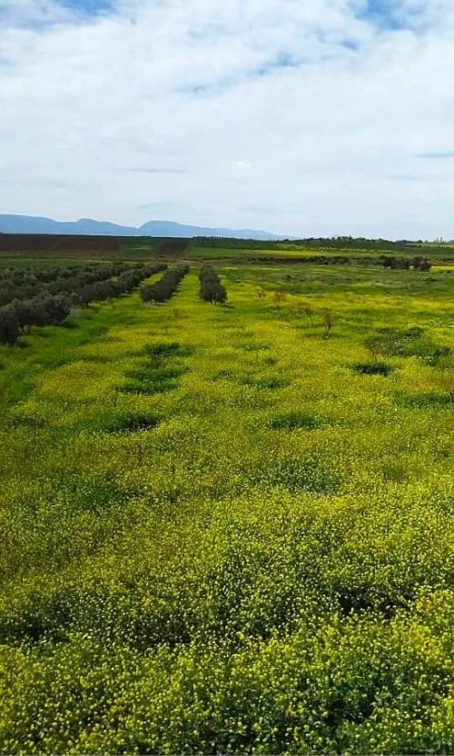 Vente Villa Tlemcen Marsa ben mhidi