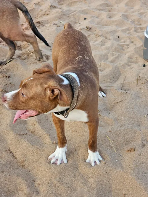 Pitbul red nos
