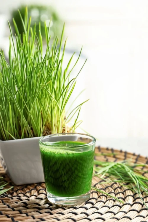 Herbe de blé عشبة القمح 