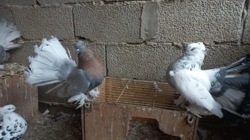 حمام طاوس هندي pigeons indiens
