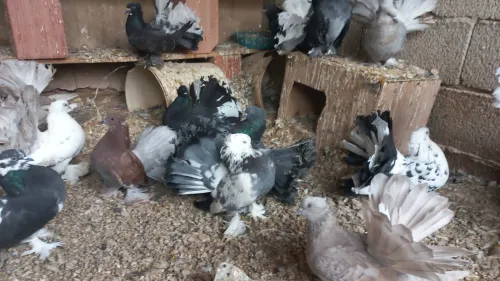 حمام طاوس هندي pigeons indiens