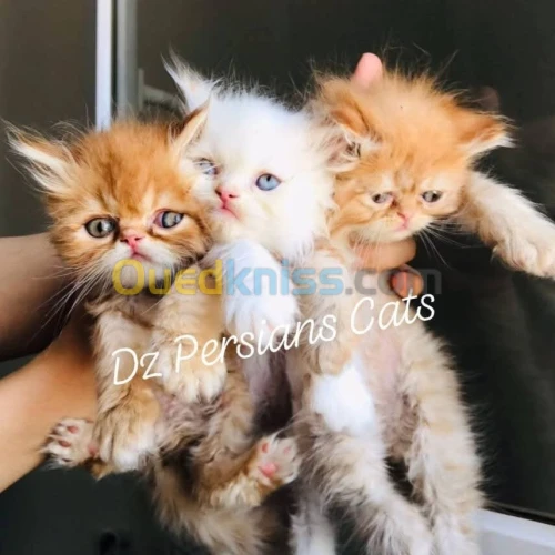 Chaton Persan peke et half