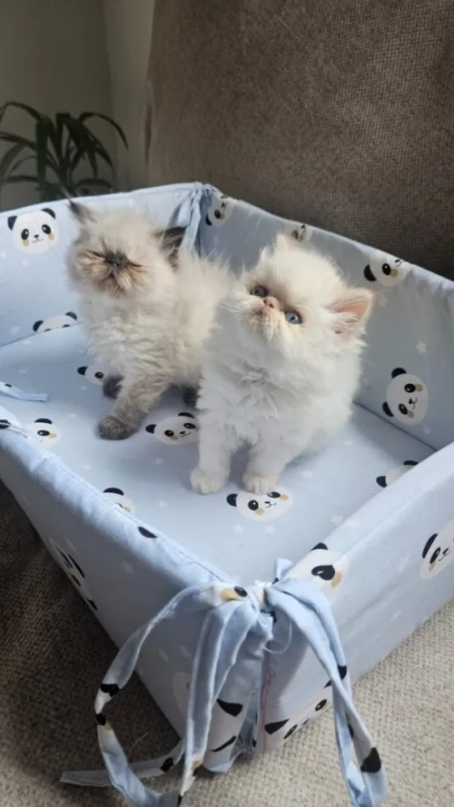 Himalaya peke face male chaton