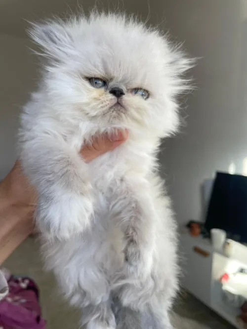 Himalaya male persan peke face