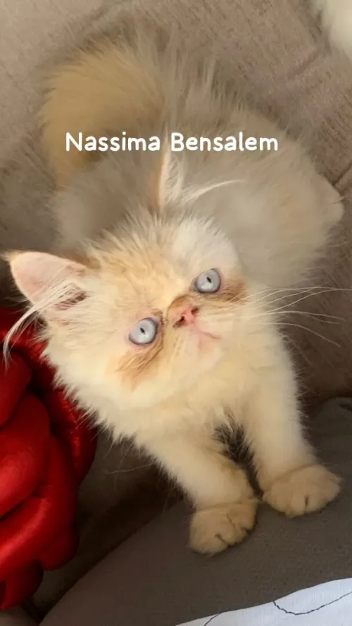 Chat persan himalaya red point pure race femelle à bon prix 