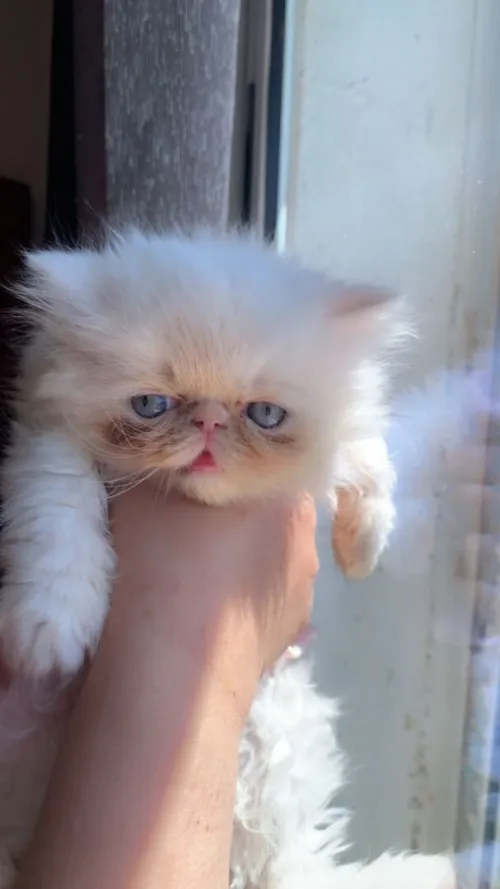 Chat persan himalaya pure race à bon prix