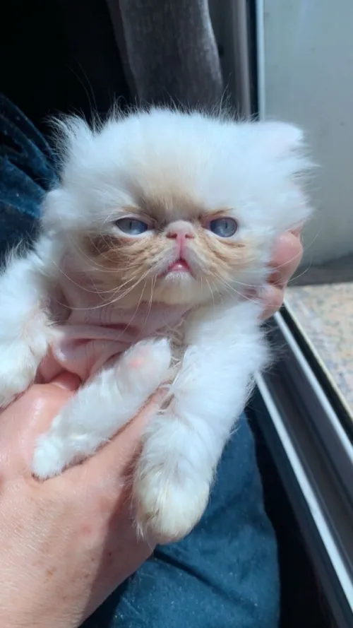 Chat persan himalaya pure race à bon prix