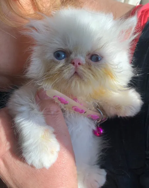 Chat persan himalaya pure race