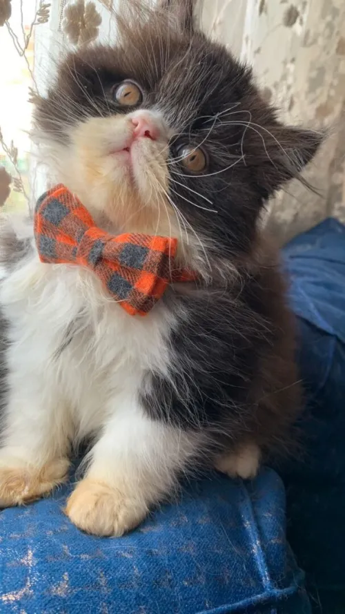 4 Chat persan van pure race peluche très adorable à bon  prix