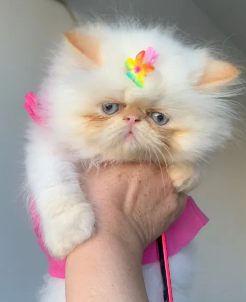 Chat persan himalaya red point pure race à bon prix