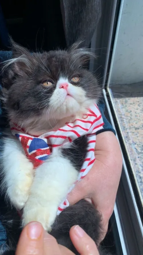 Un très beau chat persan van pure race vacciné à très bon prix