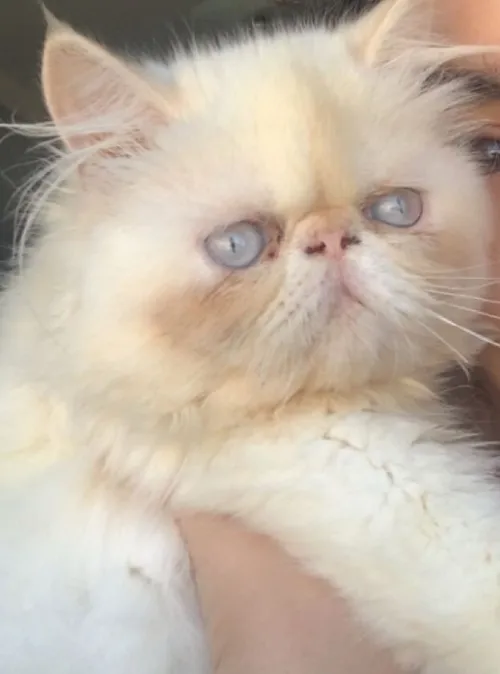 Chat persan himayala red point pure pure race bzf cute à bon prix 