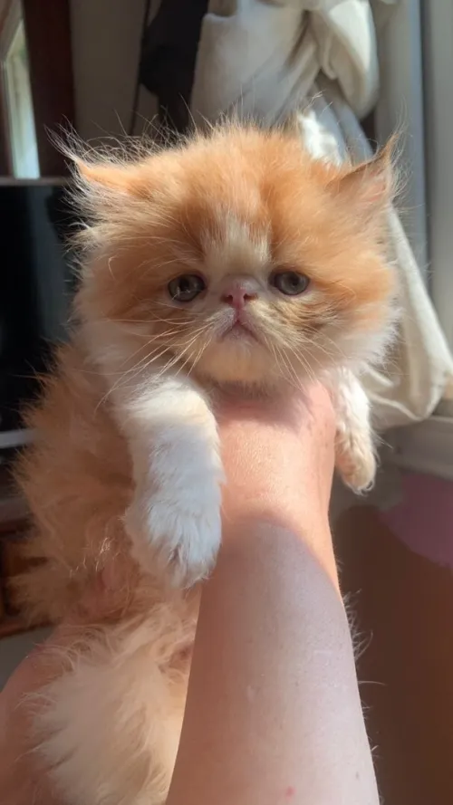 Chat persan van pure race