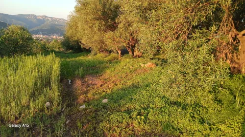 Vente Terrain Tizi Ouzou Assi youcef