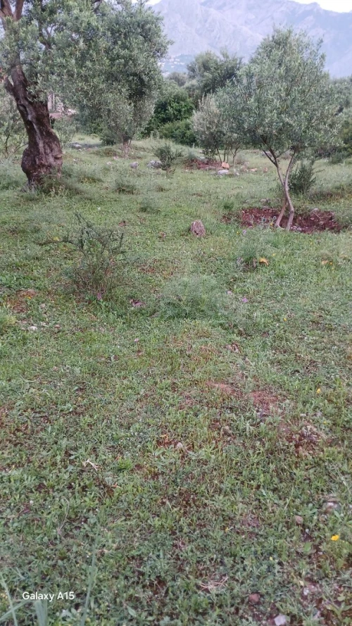 Vente Terrain Tizi Ouzou Mechtrass