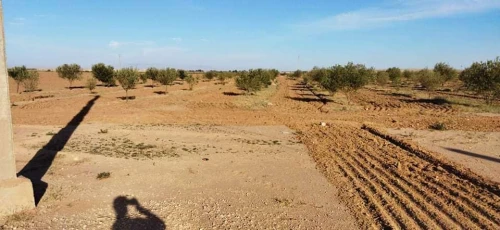 Vente Terrain Agricole Msila Zerarka