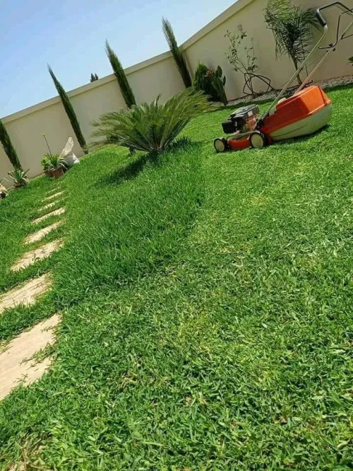 Gazon naturel عشب طبيعي