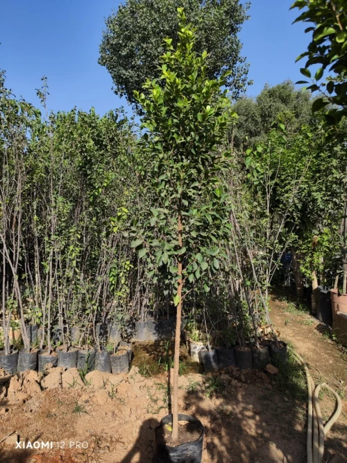 Gazon naturel عشب طبيعي