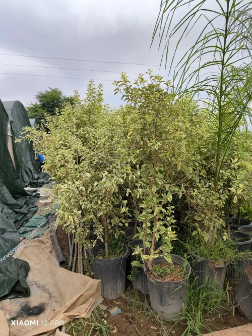 Gazon naturel عشب طبيعي