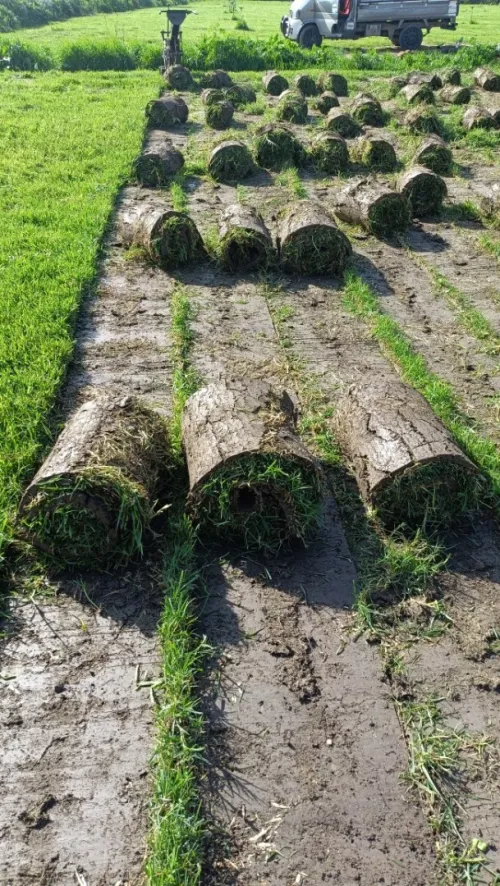 Gazon naturel عشب طبيعي