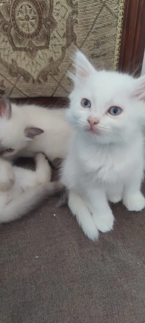 Chatons 