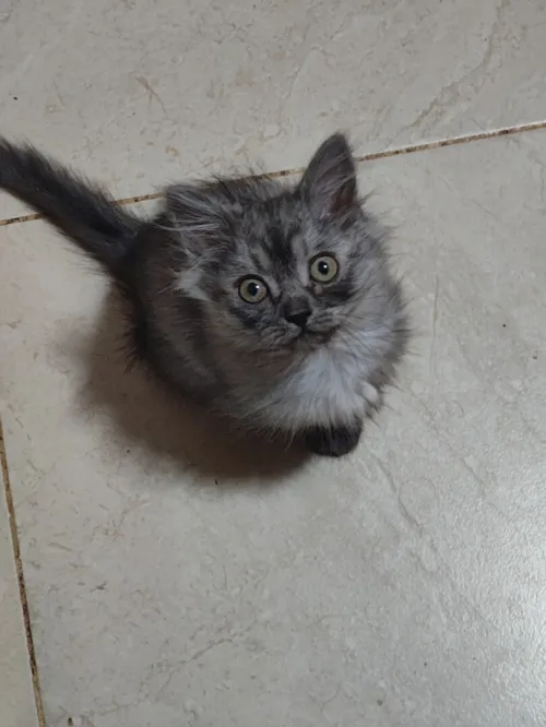 5 chatons