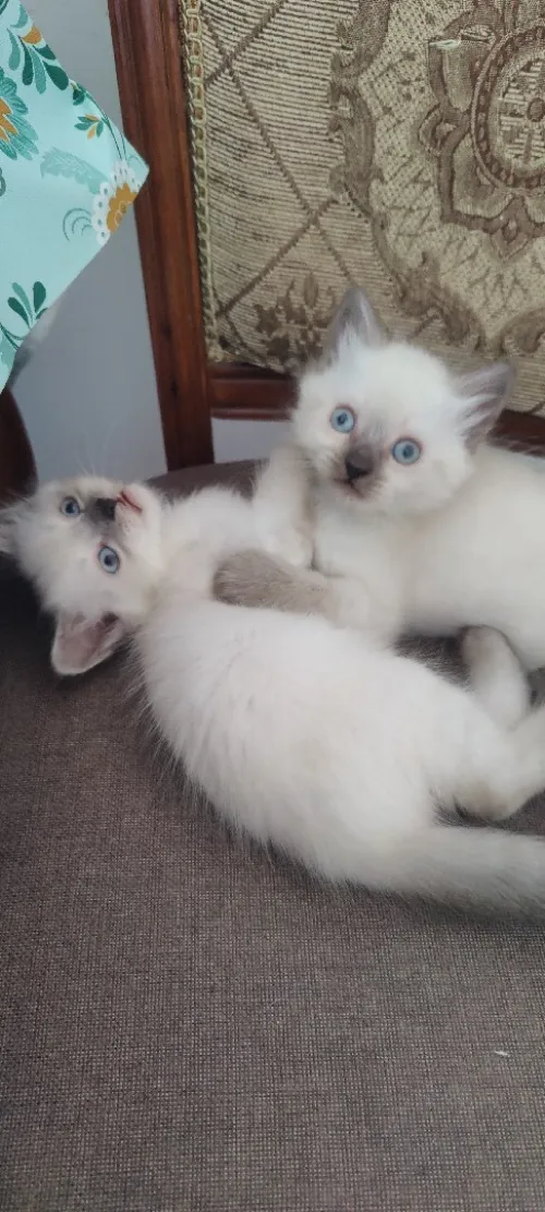 Chatons 