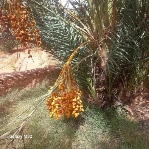Vente Terrain Timimoun Timimoun