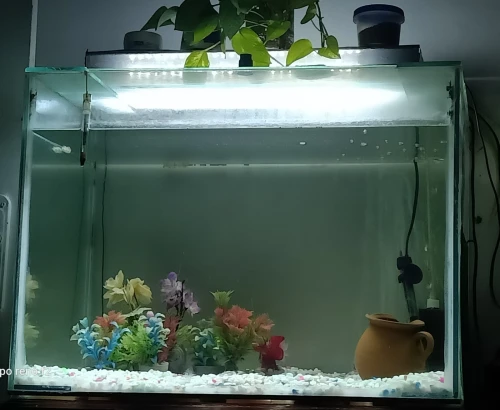 aquariums