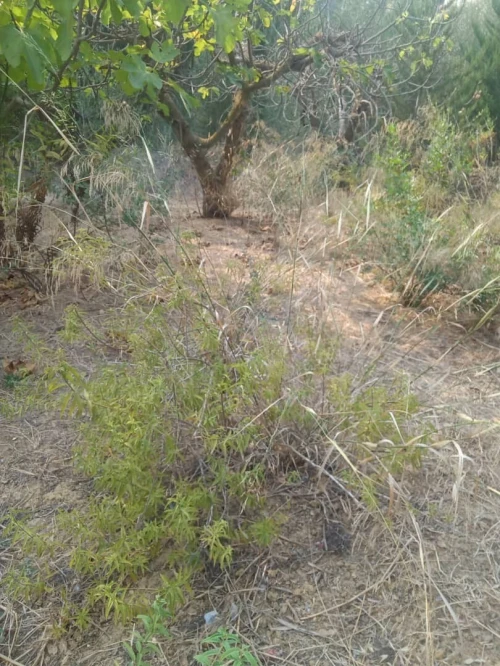 Vente Terrain Alger Cheraga