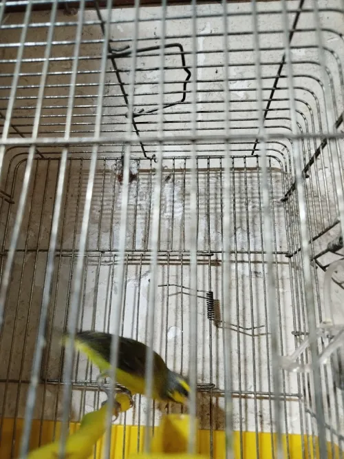 Serin de Mozambique
