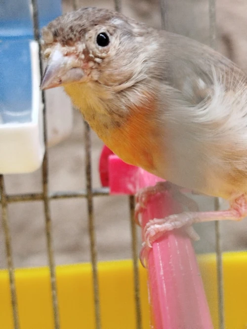Femelle tarin Venezuela mutation