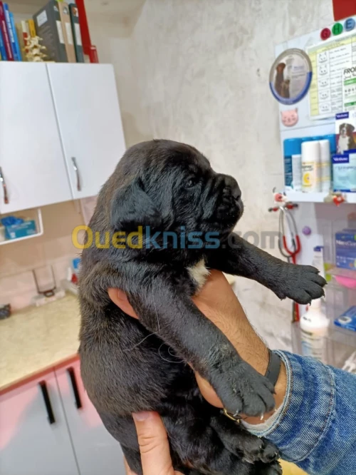 Cane corso